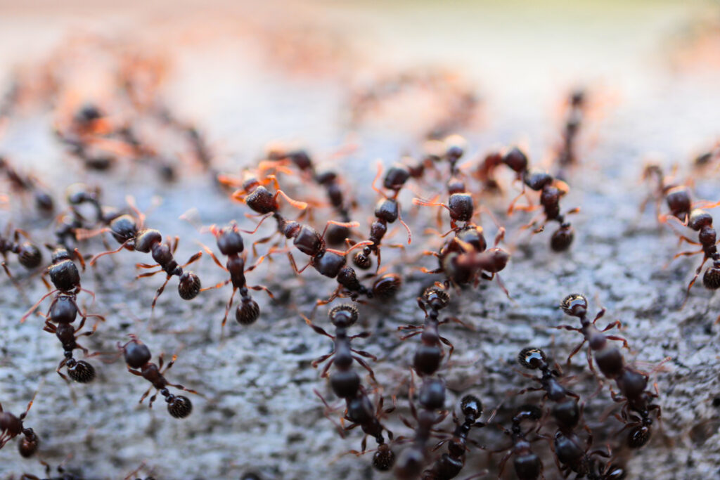 How to Protect Your Garden from Pests and Diseases
