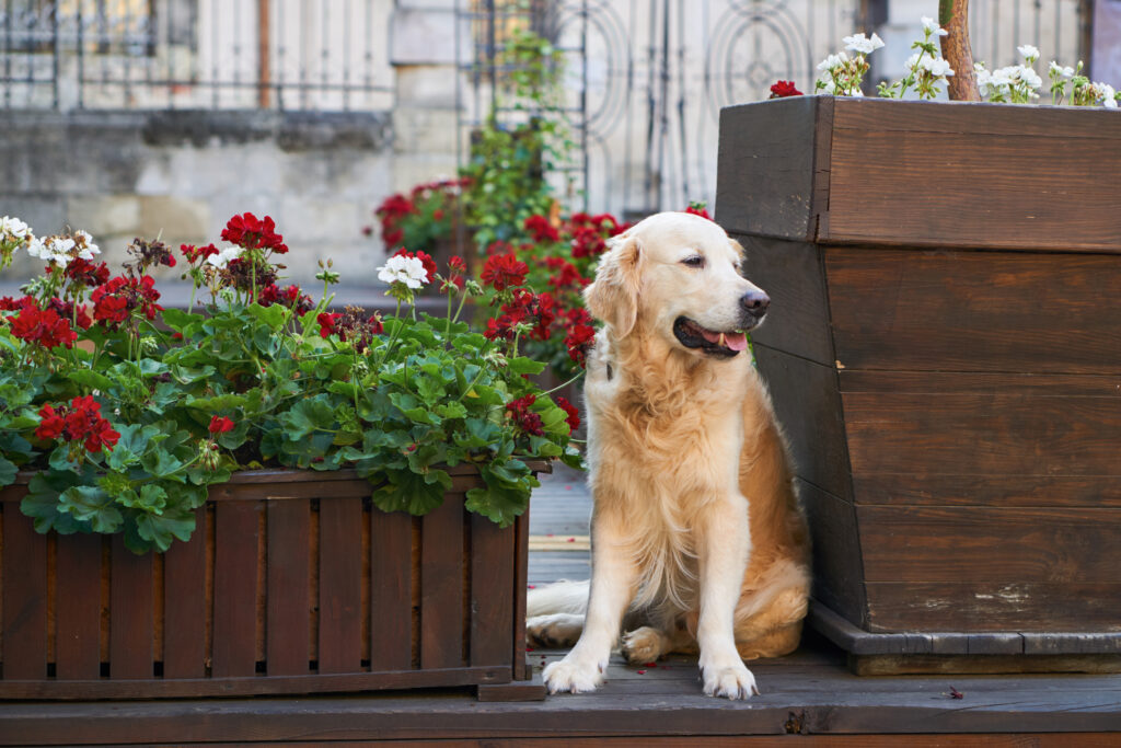 Pet-Friendly Garden Design: Creating Safe and Stylish Outdoor Spaces for Your Furry Friends